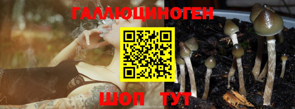 Псилоцибиновые грибы мицелий Новоалександровск